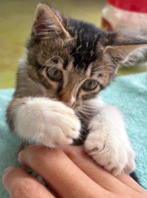 Starboy - Kitten - Domestic Short Hair Cat