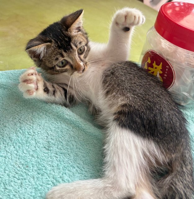Starboy - Kitten - Domestic Short Hair Cat