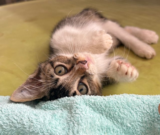 Starboy - Kitten - Domestic Short Hair Cat