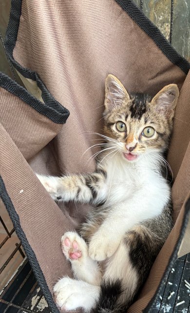 Starboy - Kitten - Domestic Short Hair Cat