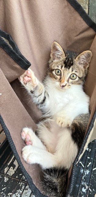Starboy - Kitten - Domestic Short Hair Cat
