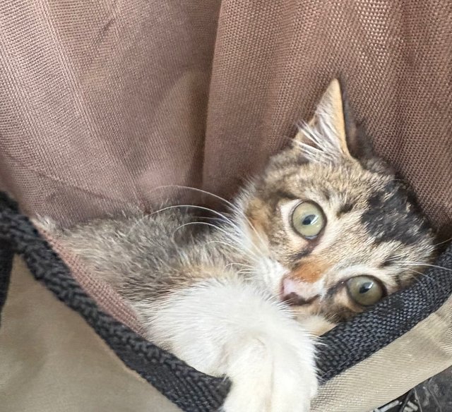 Starboy - Kitten - Domestic Short Hair Cat