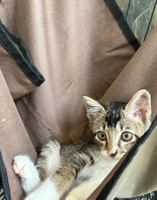 Starboy - Kitten - Domestic Short Hair Cat