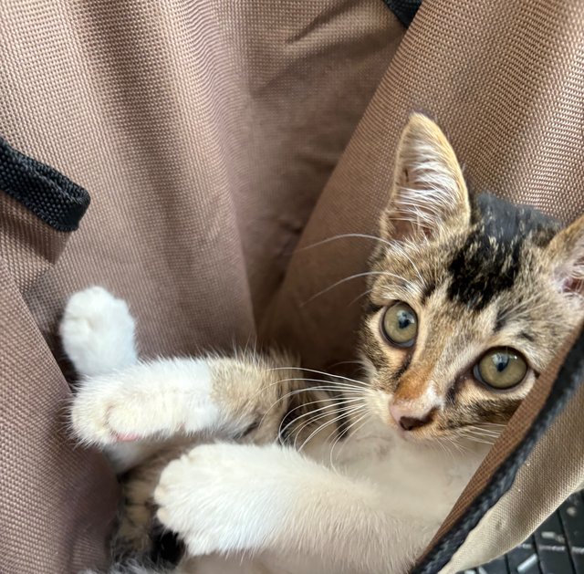 Starboy - Kitten - Domestic Short Hair Cat