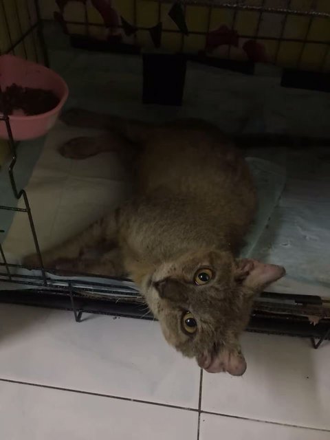 Kurap after treatment