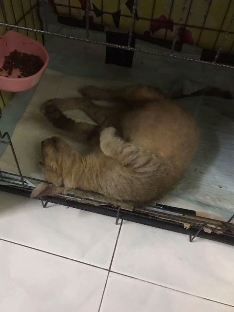 Kurap - Domestic Short Hair Cat