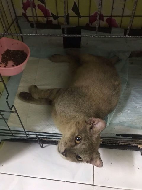 Kurap - Domestic Short Hair Cat