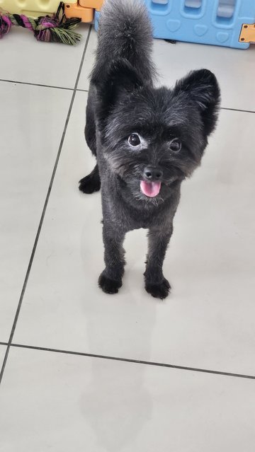Kim Tan - Pomeranian + Poodle Dog