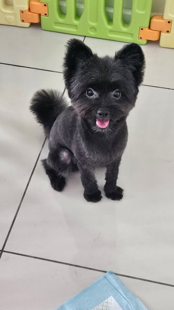 Kim Tan - Pomeranian + Poodle Dog