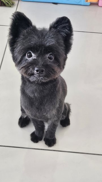 Kim Tan - Pomeranian + Poodle Dog
