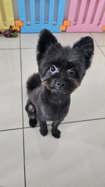 Kim Tan - Pomeranian + Poodle Dog
