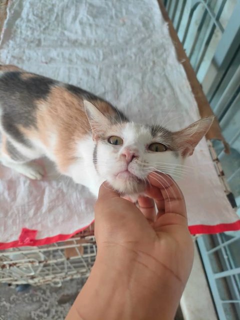 Limau 💕🍋 - Domestic Short Hair Cat