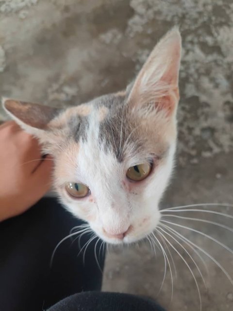Limau 💕🍋 - Domestic Short Hair Cat