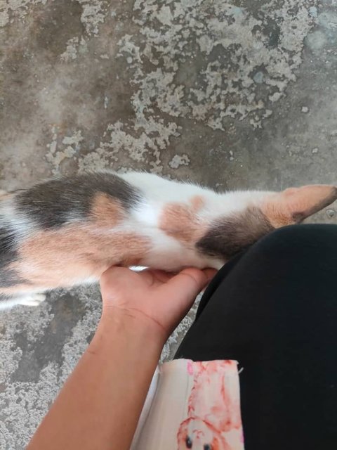 Limau 💕🍋 - Domestic Short Hair Cat