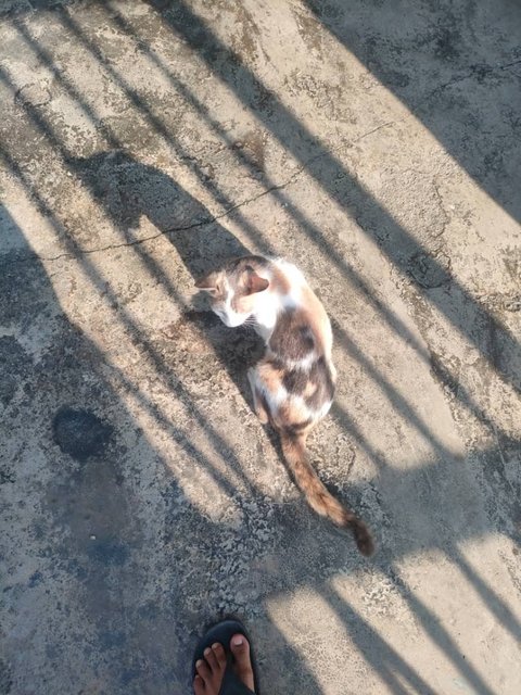 Limau 💕🍋 - Domestic Short Hair Cat