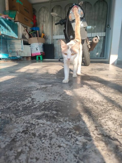 Limau 💕🍋 - Domestic Short Hair Cat