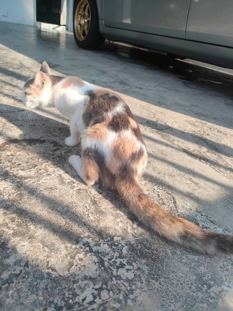 Limau 💕🍋 - Domestic Short Hair Cat