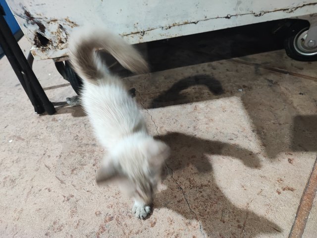 Snowyuu  - Domestic Long Hair Cat