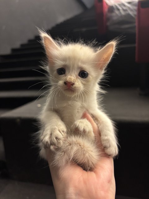 5 Kittens W No Mama - Domestic Medium Hair + Domestic Short Hair Cat