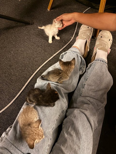 5 Kittens W No Mama - Domestic Medium Hair + Domestic Short Hair Cat