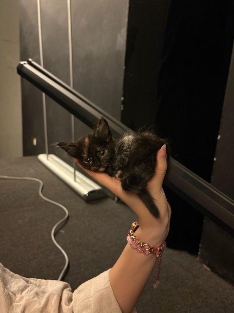 5 Kittens W No Mama - Domestic Medium Hair + Domestic Short Hair Cat