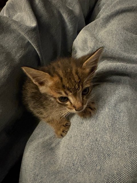 5 Kittens W No Mama - Domestic Medium Hair + Domestic Short Hair Cat