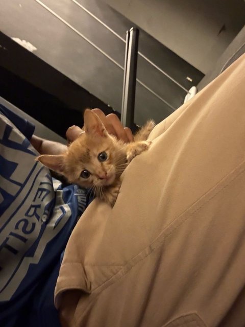 5 Kittens W No Mama - Domestic Medium Hair + Domestic Short Hair Cat