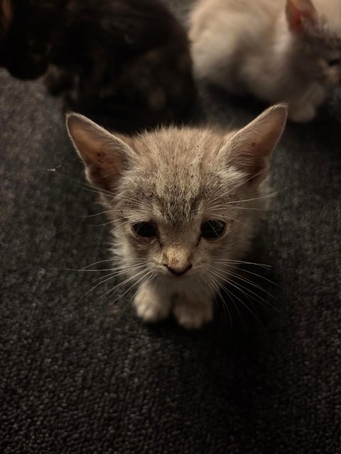 5 Kittens W No Mama - Domestic Medium Hair + Domestic Short Hair Cat