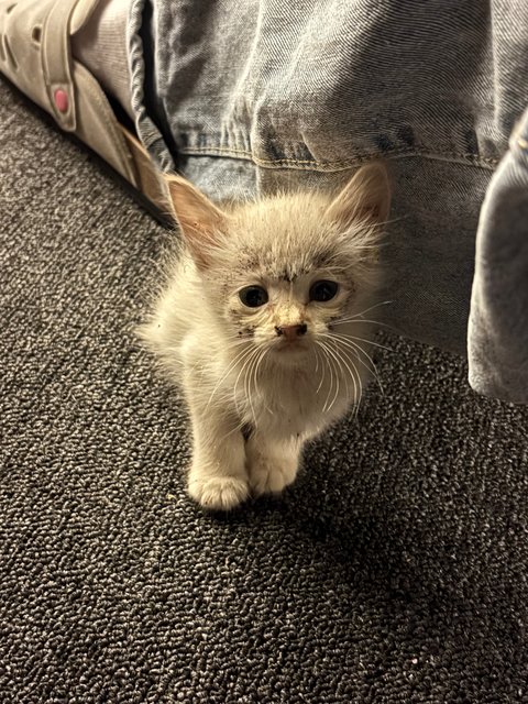 5 Kittens W No Mama - Domestic Medium Hair + Domestic Short Hair Cat