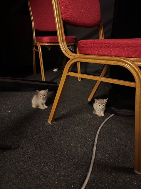 5 Kittens W No Mama - Domestic Medium Hair + Domestic Short Hair Cat