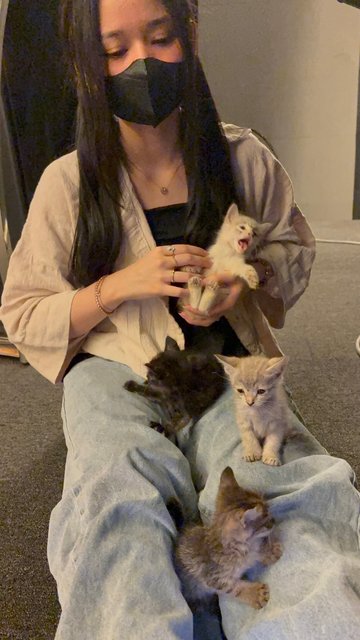 5 Kittens W No Mama - Domestic Medium Hair + Domestic Short Hair Cat