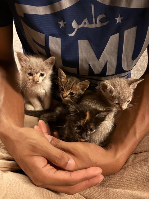 5 Kittens W No Mama - Domestic Medium Hair + Domestic Short Hair Cat