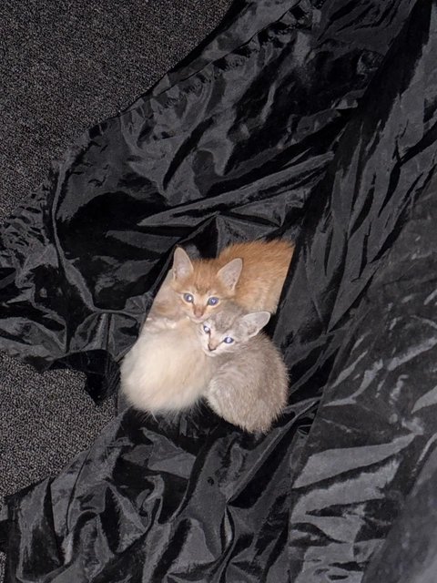 5 Kittens W No Mama - Domestic Medium Hair + Domestic Short Hair Cat
