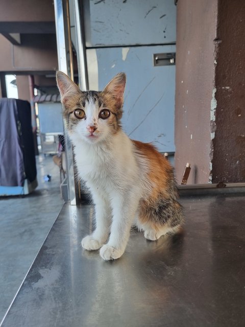 Fion - Calico Cat