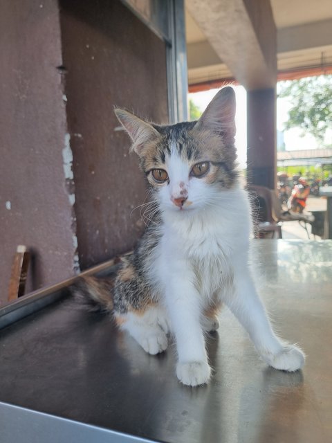 Fion - Calico Cat