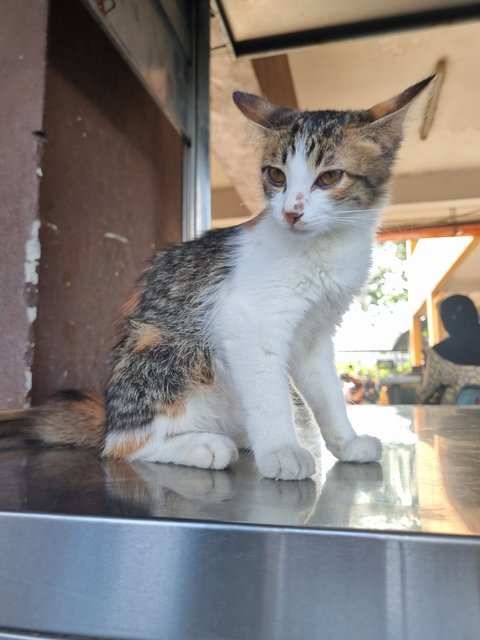 Fion - Calico Cat