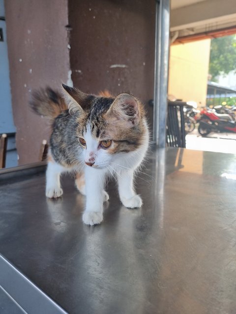 Fion - Calico Cat