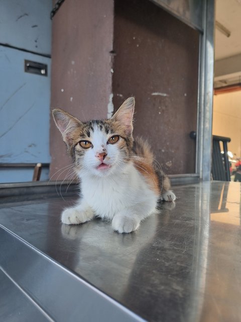 Fion - Calico Cat