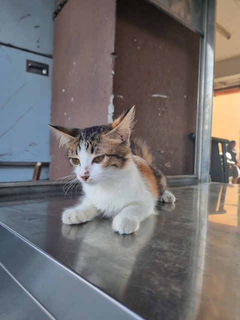 Fion - Calico Cat