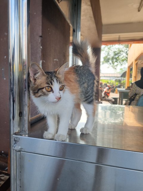Fion - Calico Cat