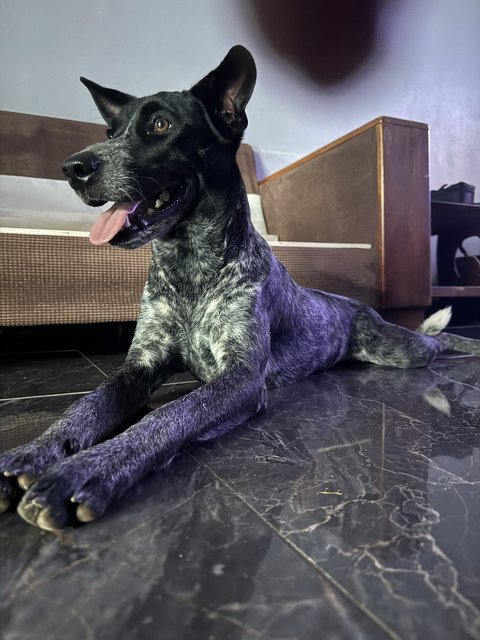 Sugar  - Mixed Breed Dog