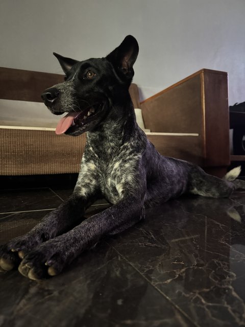 Sugar  - Mixed Breed Dog