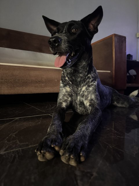 Sugar  - Mixed Breed Dog