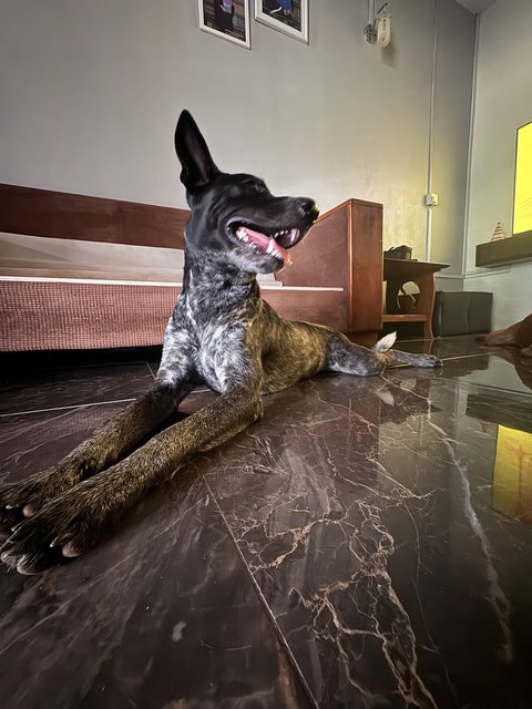 Sugar  - Mixed Breed Dog
