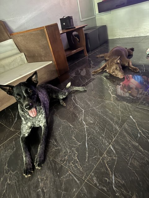 Sugar  - Mixed Breed Dog