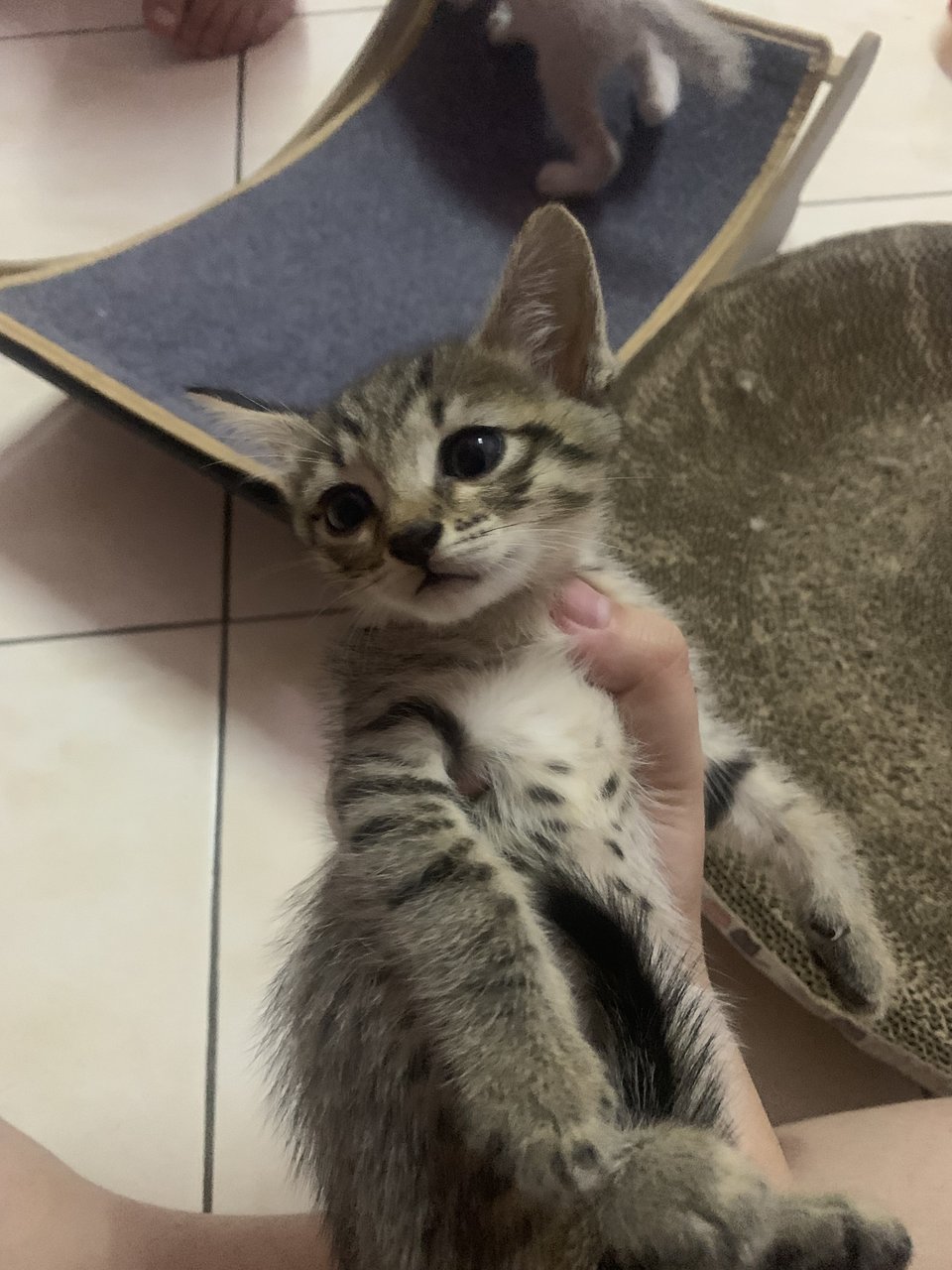 PF140931 - Domestic Short Hair + British Shorthair Cat