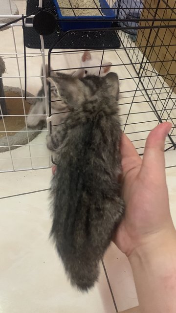 PF140931 - Domestic Short Hair + British Shorthair Cat