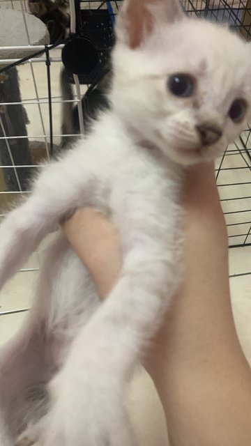 PF140931 - Domestic Short Hair + British Shorthair Cat
