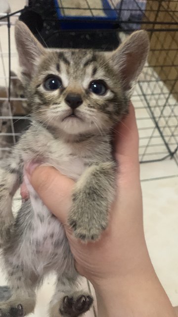 PF140931 - Domestic Short Hair + British Shorthair Cat