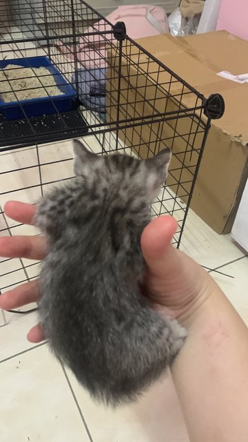 PF140931 - Domestic Short Hair + British Shorthair Cat